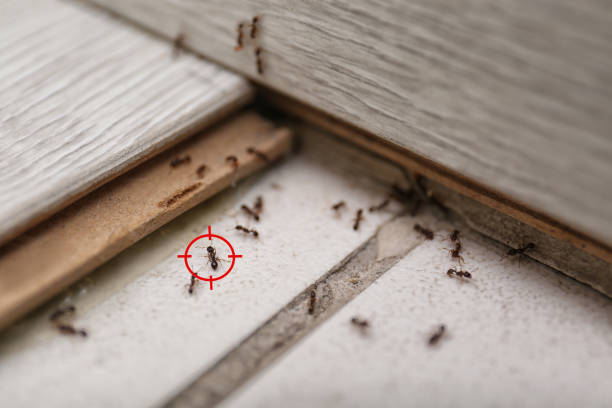 Best Flea Control Services  in Crandon, WI