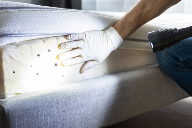Reliable Crandon, WI Pest Control Solutions