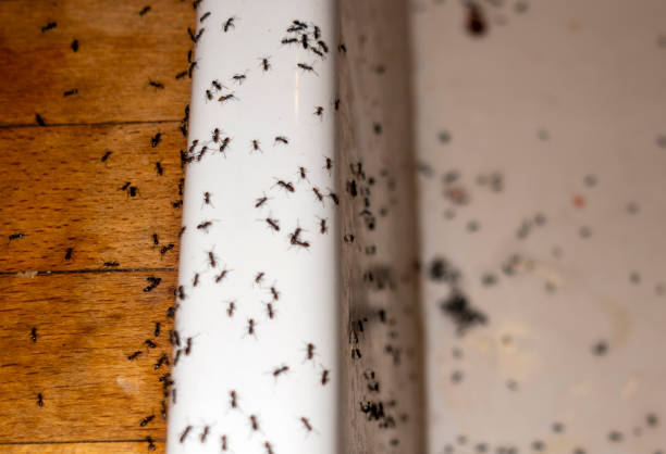 Best Best Pest Control Companies  in Crandon, WI