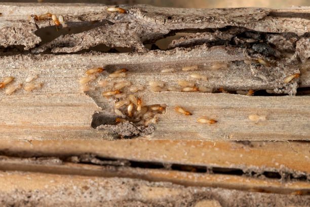 Best Exterminator Services  in Crandon, WI