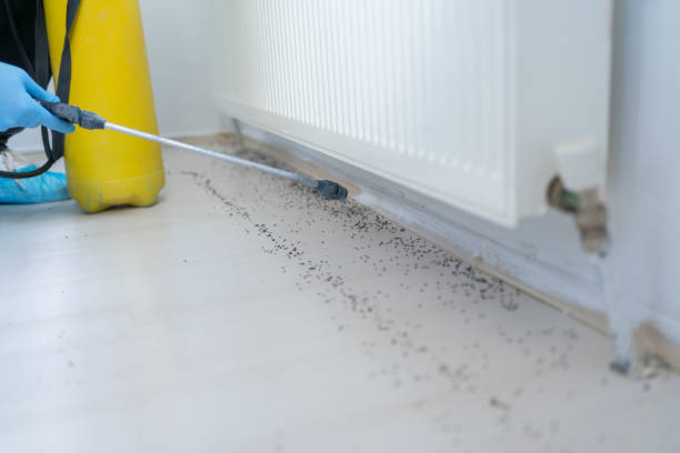 Wasp Removal Services in Crandon, WI